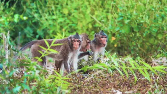 Its like Tonkin leaf monkey (Trachypithecus francoisi) Old World monkey with a sharp crest, herbivores and fruit-eaters. Thailand