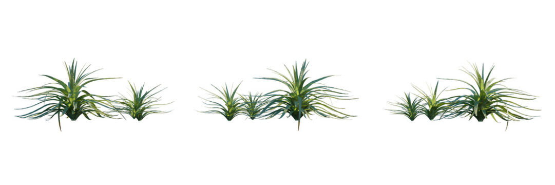 Group of Spineless Agave (Agave bracteosa) &ndash; Multiple Plants in a Cluster