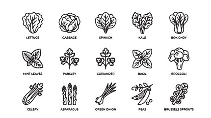 Vegetable icons, 15 black line art illustrations, leafy greens, root vegetables, vegetable set, icons © Rosie