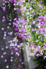 Obraz premium Tiny Pink and Purple Primula Flowers Overflowing from Garden Bed in Spring / 花壇からあふれるプリムラの小花・ピンクと紫の春の彩り