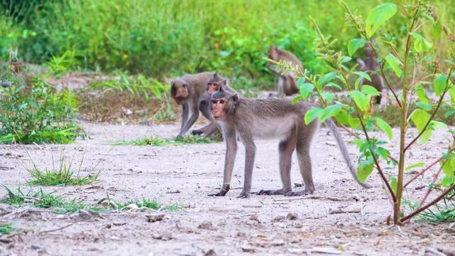Its like Tonkin leaf monkey (Trachypithecus francoisi) Old World monkey with a sharp crest, herbivores and fruit-eaters. Thailand