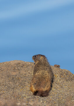Yellow-bellied Marmot in Yellowtone National Park Wyoming in Springtime