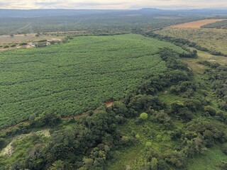 Obraz premium Imagem capturada por drone mostrando o contraste entre uma extensa plantação de bananas e a vegetação nativa preservada na região da Chapada Diamantina, Bahia, com destaque a biodiversidade local.