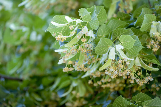 Gros plan sur les fleurs et le feuillage d'un tilleul