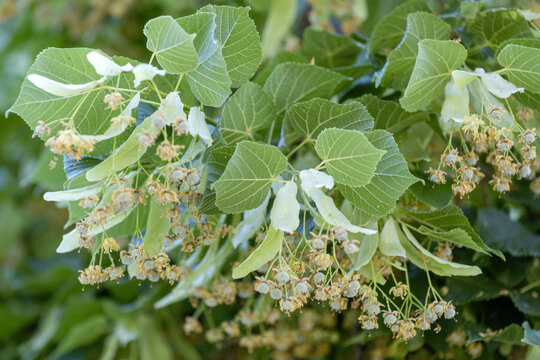Gros plan sur les fleurs et le feuillage d'un tilleul