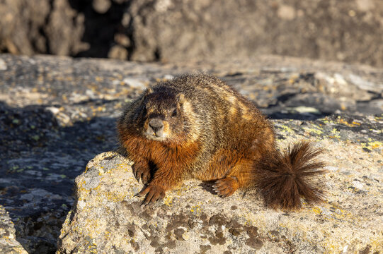 Yellow-bellied Marmot in Yellowtone National Park Wyoming in Springtime