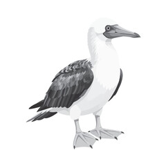 Obraz premium Ultra Flat Bright Azure Webbed Blue Footed Booby Vector