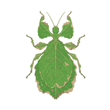 Ultra Flat Veined Walking Leaf Insect Camouflage Vector
