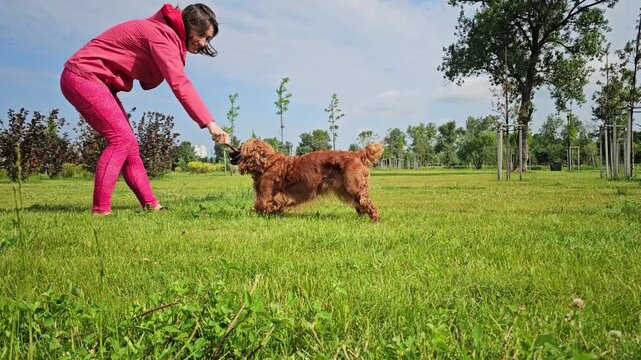 Dog Playing with Owner in Park. Happy red cocker spaniel