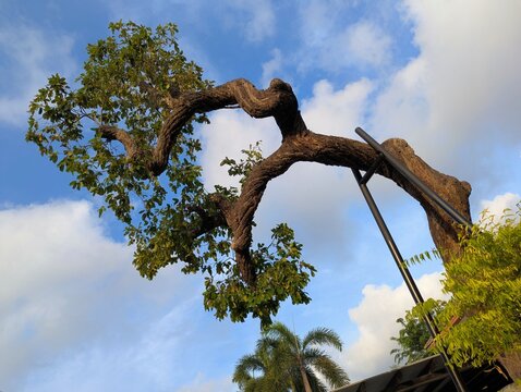 A lopsided tree leans over dangerously and is supported by a large metal frame to keep it from falling over