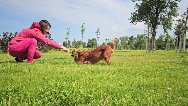 Dog Playing with Owner in Park. Happy red cocker spaniel