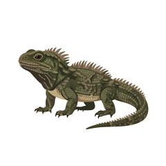 Fototapeta premium Ultra Flat Ancient Spiny Crested Tuatara Reptile Vector