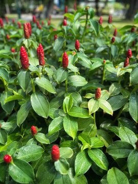 Vibrant costus woodsonii plants feature bright red cone-shaped inflorescences among wet green leaves. Perfect for nature backgrounds, gardening blogs, tropical botany, and landscape design concepts.
