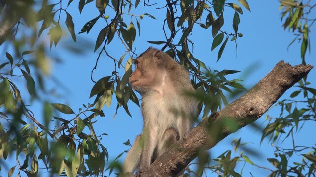 Its like Tonkin leaf monkey (Trachypithecus francoisi) Old World monkey with a sharp crest, herbivores and fruit-eaters. Thailand