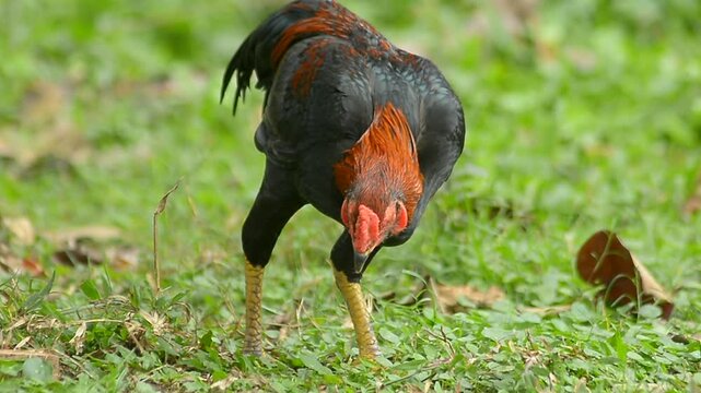 Big red rooster