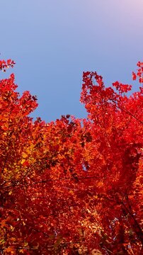 Passing under maple trees with colorful autumn leaves blowing in a gentle breeze. Vertical video.