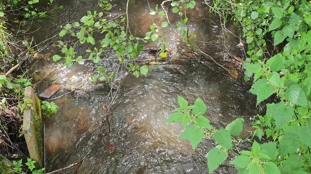 Wild stream through forest - summer green