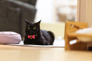 黒猫 © F.N