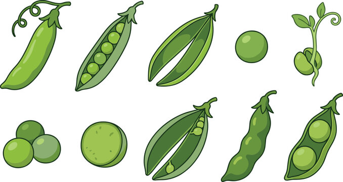 Green Pea Collection Featuring Pea Pods Fresh Garden Peas Sprouts and Legume Vegetable Vector Illustration Set