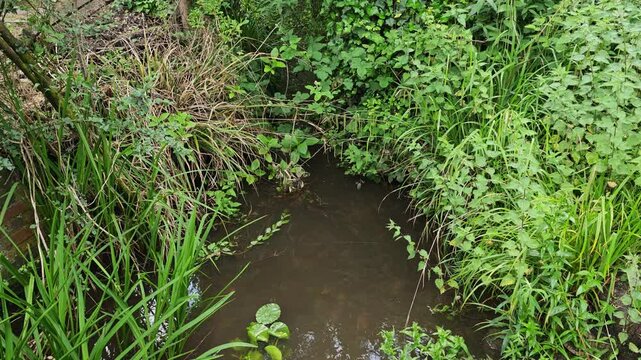 stream through foreset - summer green