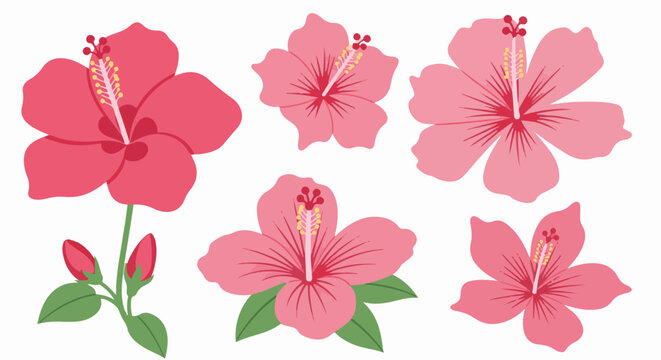 Five pink and red hibiscus flowers with buds and leaves on white