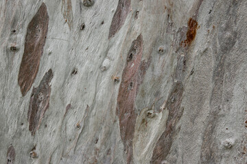 Close up of eucalyptus tree bark texture with peeling surface and natural organic patterns, abstract wood background with earthy tones © pierina