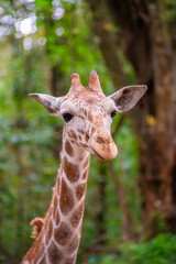 portrait of a giraffe © KARIWOK