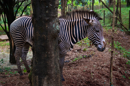 zebra in the wild