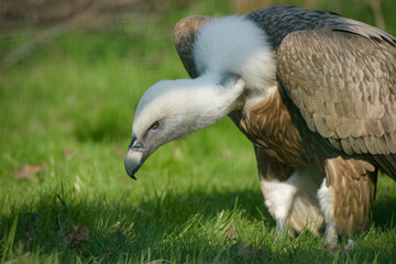 Fototapeta premium portrait of a beautiful vulture in nature