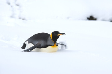 Obraz premium King Penguin on South Georgia Island
