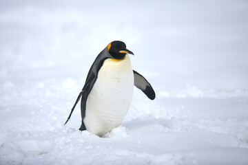 Obraz premium King Penguin on South Georgia Island