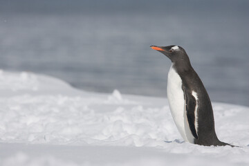Obraz premium Gentoo Penguin on South Georgia Island