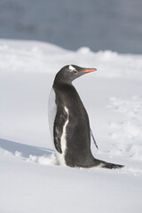 Obraz premium Gentoo Penguin on South Georgia Island