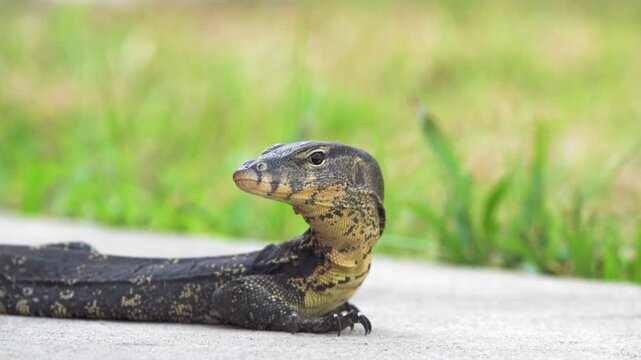 A water monitor lizard walks fearlessly along the river embankment and rests on the hot asphalt. Thailand. The largest subspecies Varanus salvator macromaculatus portrait