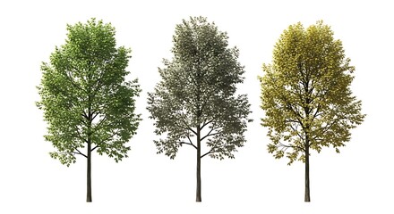 Obraz premium Three deciduous trees isolated on white background