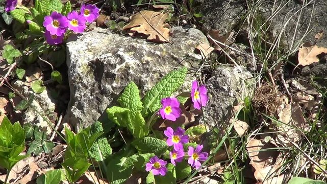 Cowslips, first spring flowers.