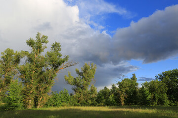Fototapeta premium Lush green trees stand tall against a dramatic sky with dark clouds and blue patches
