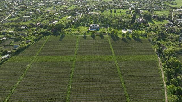 Wide aerial view of Chateau Mukhrani vineyard and estate in Georgia, geometric rows of green grapevines stretching toward the royal palace and village countryside under sunny sky.