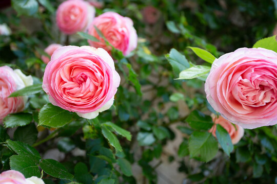 Rosier grimpant Pierre de Rossard en fleurs
