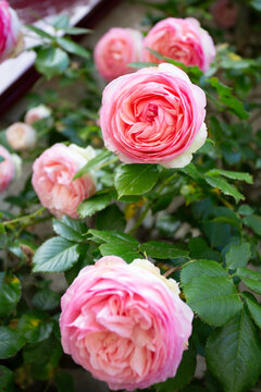 Rosier grimpant Pierre de Rossard en fleurs