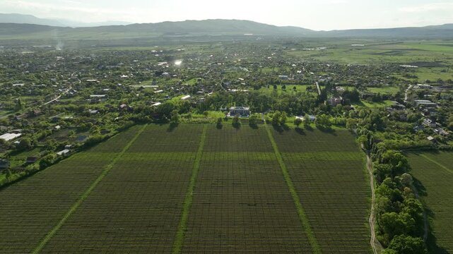 Wide aerial view of Chateau Mukhrani vineyard and estate in Georgia, geometric rows of green grapevines stretching toward the royal palace and village countryside under sunny sky.