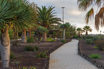 Fototapeta premium Paved Pathway Winding Through Tropical Park With Palm and Dragon Trees At Dawn