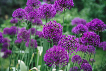Fototapeta premium Purple allium flowers with spherical blooms are standing tall amidst green foliage, creating a beautiful and colorful display of vibrant spring nature in a garden