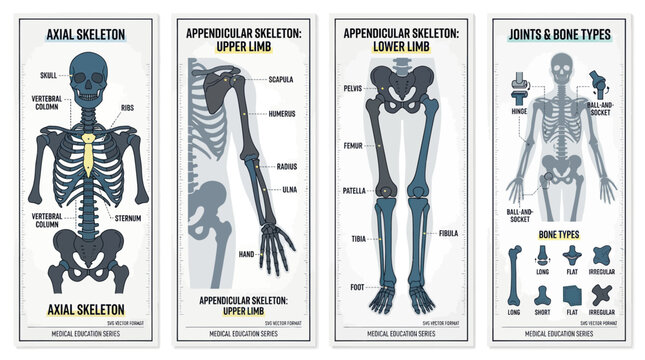 Human Skeleton Anatomy: Axial, Appendicular, Joints, and Bone Types