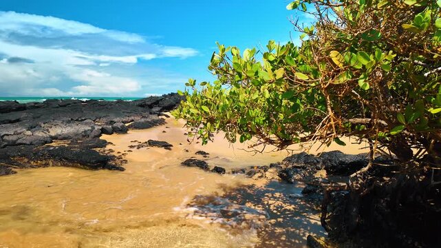 Clear water splashes on the sandy beach near the black volcanic rocks. Walk by the beautiful shore of Isabela Island, Galapagos on sunny day.