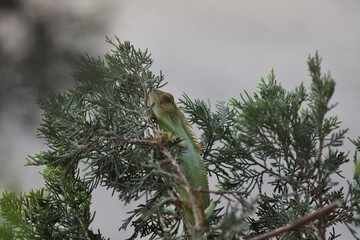 Green crested lizard climbing on pine tree branch. © nicholausherry