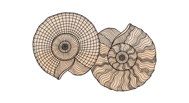 Scientific sketch of two spiral ammonite shells with intricate details showing natural growth patterns and ancient history.