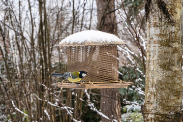 Winter bird feeder filled with seeds, attracting small birds in snowy forest setting. Great tit perches on feeder's platform. Feeder is made of mesh material, allowing easy access to seeds inside. © SergioDenisenko