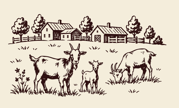 Black and white rural farm illustration featuring goats grazing in a countryside pasture with farmhouse, barns, fences, trees, and open fields.