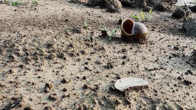 Empty apple snail shell resting on the dry, muddy ground of a riverbank